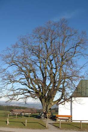 Kapellenlinde von Söllhuben