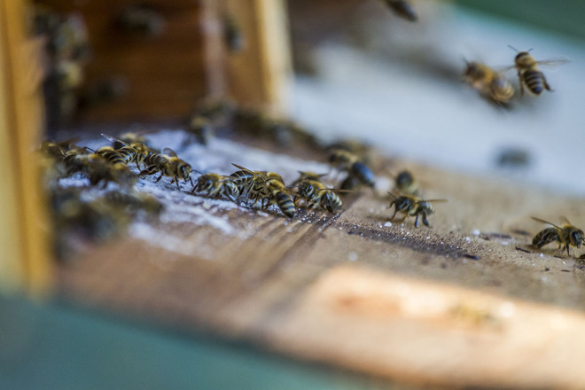 Bienenlehrpfad