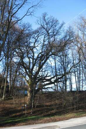 Hexeneiche Burgersdorf Rimsting