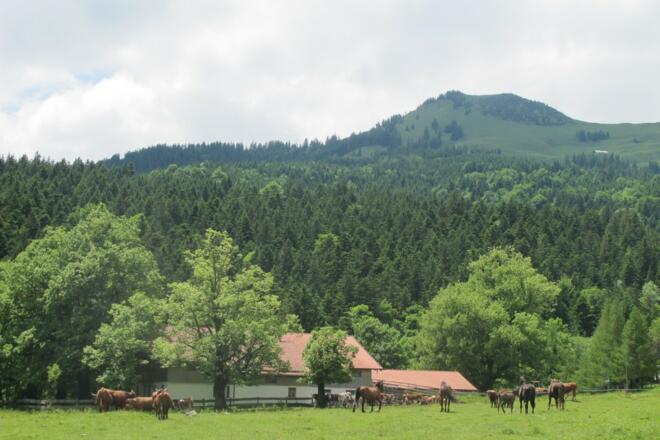 Schlipfgrubalm mit Farrenpoint