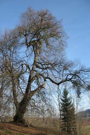 Drei Linden von Pöching