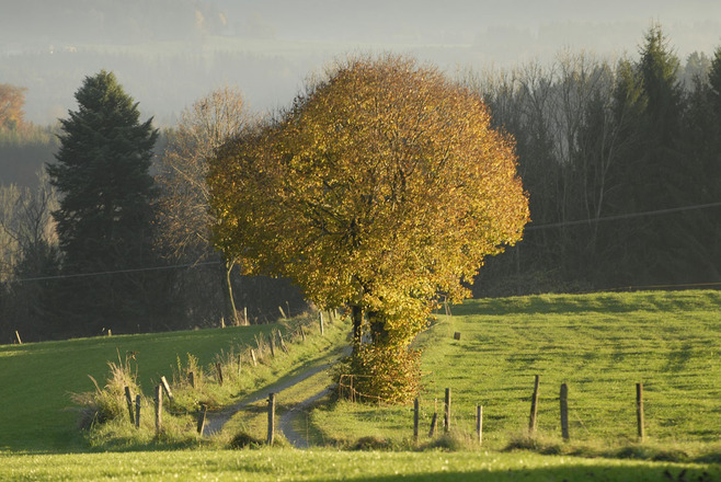 Feldkreuz bei Hirnsberg