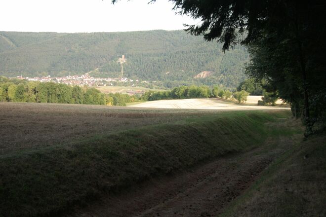 Blick vom Waldrand