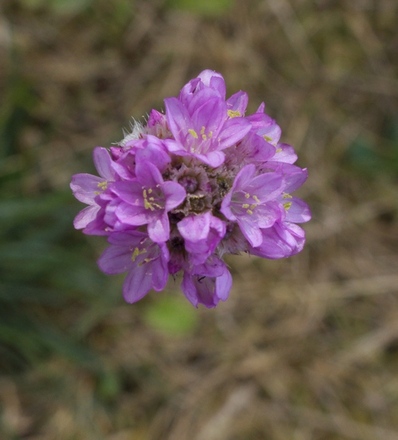 Sandgrasnelke