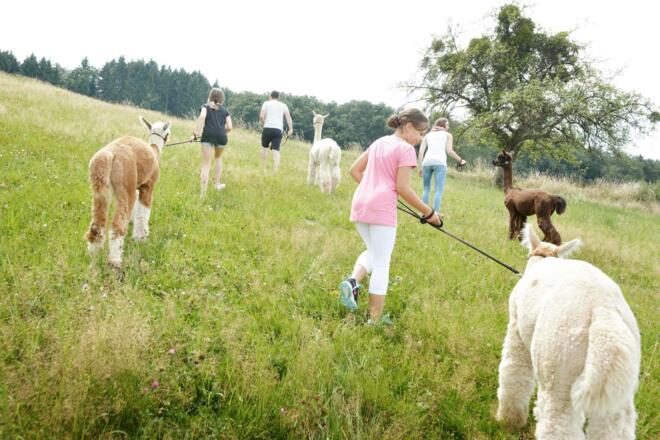 Wanderung mit dem Alpaca