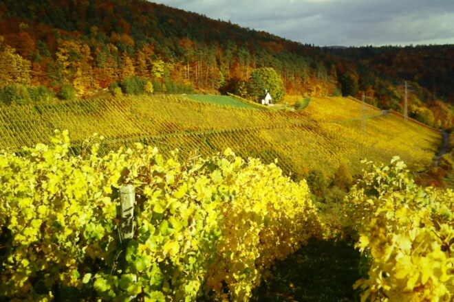 Weinberge