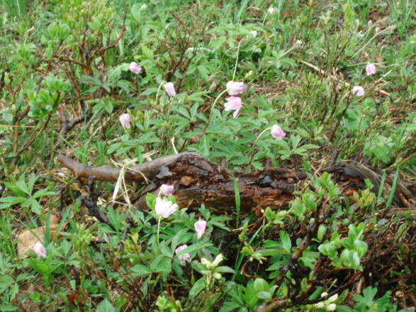Blumen am Weg