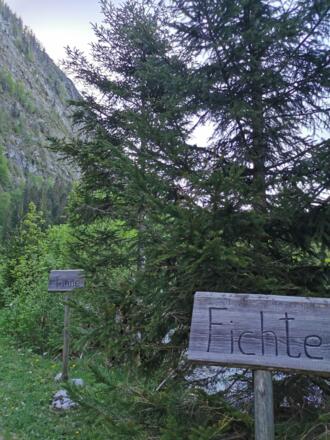 Baumweg Wasserfall