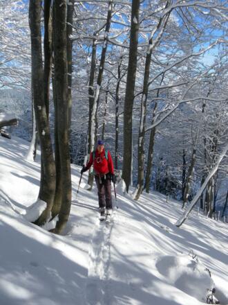 Anzenbergwald