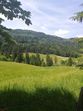 Aussicht vom Waldweg Richtung Westen - ca. 10 Minuten nach dem Start