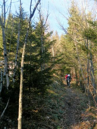 Waldweg