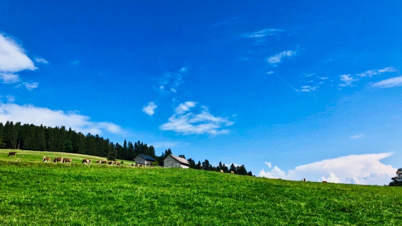 Glückliche Kühe