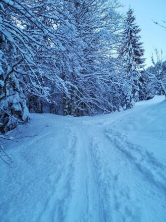 Weggabelung nach ca. 25 Minuten, hier geht es links entlang Richtung Feichtensteinalmen