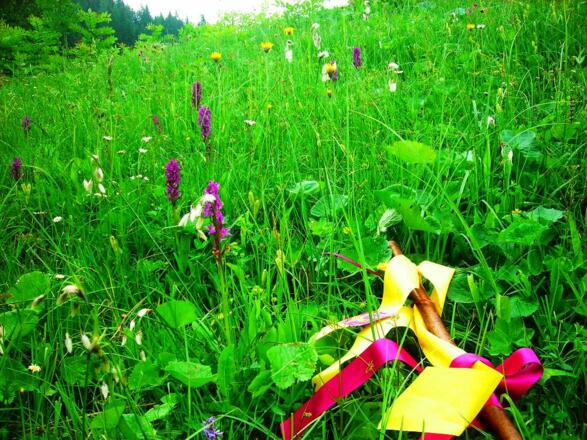 Sommerwiese bei Abtenau