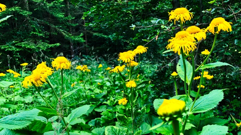 Am Wegesrand zur Eisenaualm