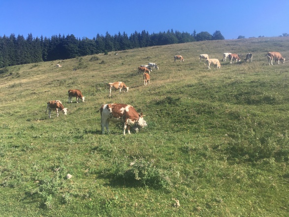 Almengebiet