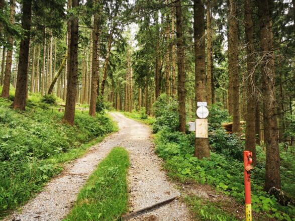 Ab hier geht's auf der Forststraße in den Wald
