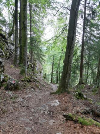 Waldweg auf den Gipfel