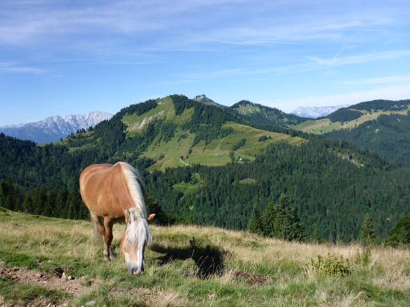 Blick von der Feichtensteinalm mit Hohem Gell und Untersberg im Hintergrund