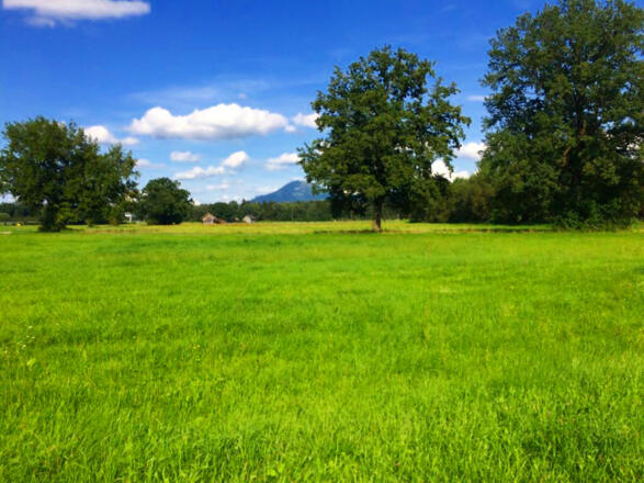 Laufen in Wals