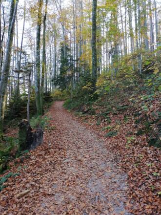 Waldweg am Fuschlsee
