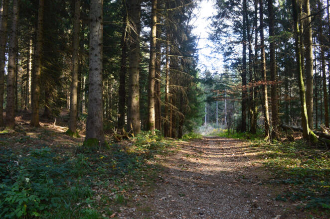 Im Wald, da ist's schön