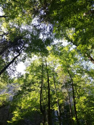 zauberhafter Wald bei den Steinklüften