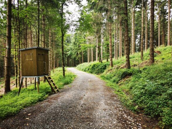 Forststraße mit Jäger-Unterstand