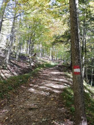 Der Steig von der Kleinen Kapelle zum Eibensee