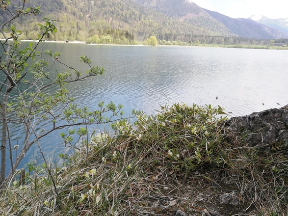 Am Hintersee
