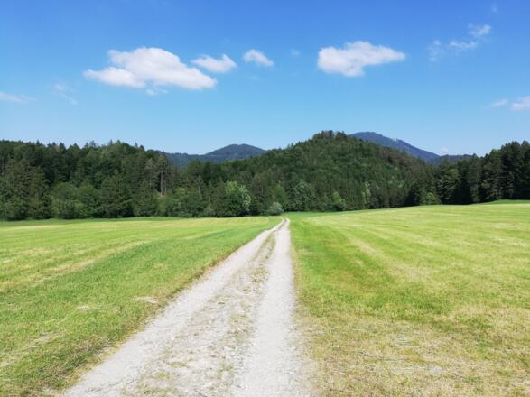 Edtweg Richtung Wald