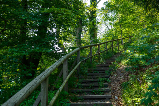 Bewaldeter Weg am Kapuzinerberg