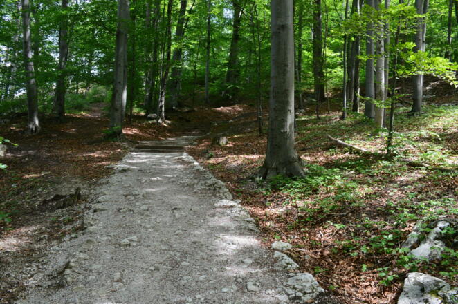 Waldweg