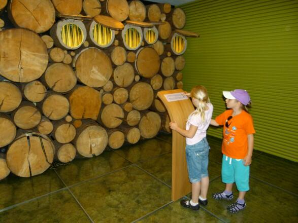 Ausstellung &quot;Wunderwelt Waldwildnis&quot;