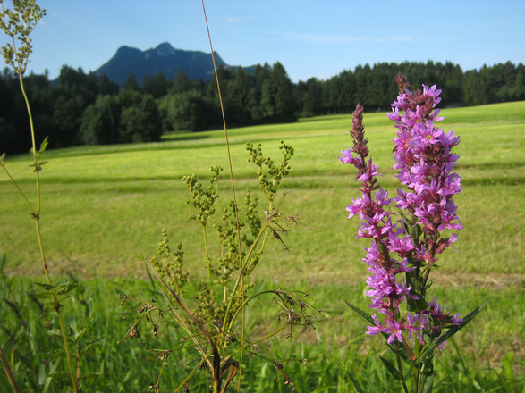 In der Samerberger Filze findet man noch viele geschützte Blumenarten