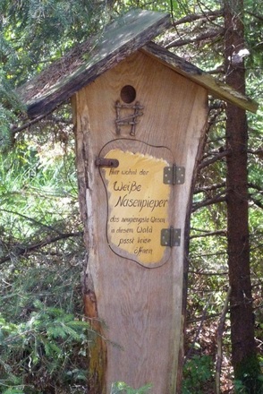 Wohnung der weißen Nasenpieper