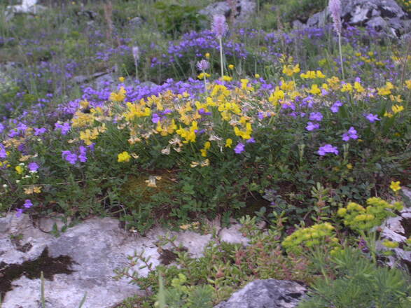 Blumenpracht vor dem Spitzsteinhaus