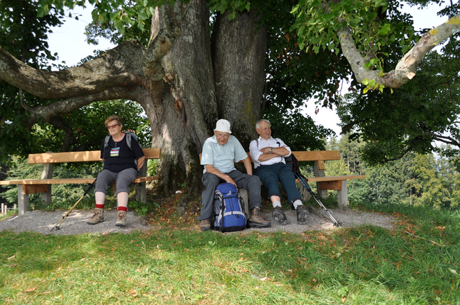 Die weithin bekannte Linde auf dem Weg zur Dandlberg Alm - ein beliebter Rastplatz