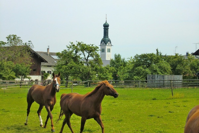 Pferdekoppel mit Rimstinger Kirche
