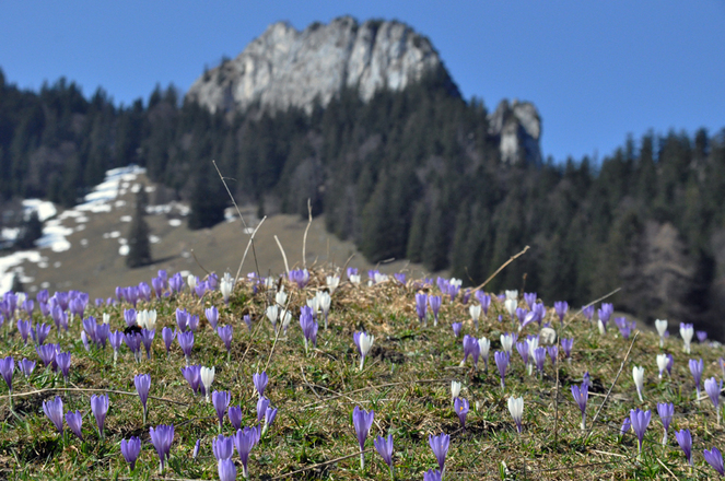 Zur Krokusblüte im Frühjahr