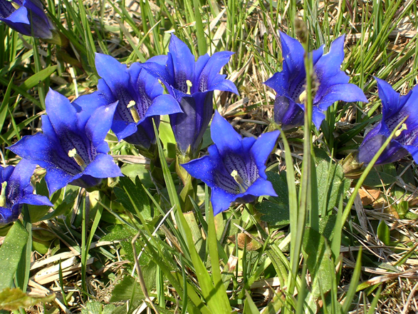 Enzian in der Quellmoor und Streuhwiese in Gritschen