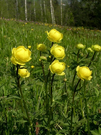 Trollblume auf der Quellmoor und Streuhwiese in Gritschen