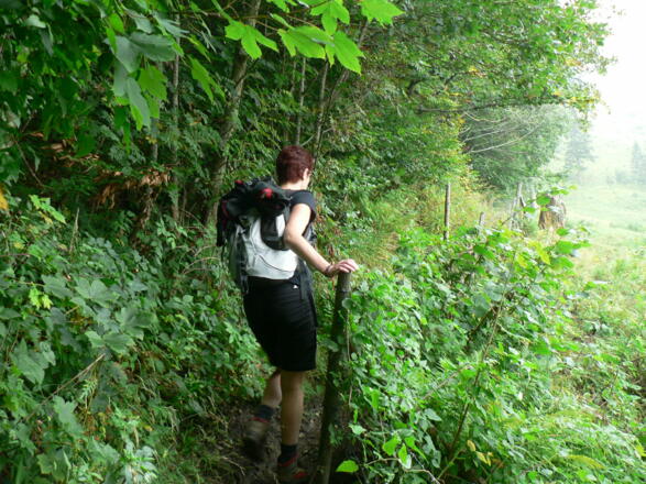 Ein Stück dem Weidezaun entlang ...