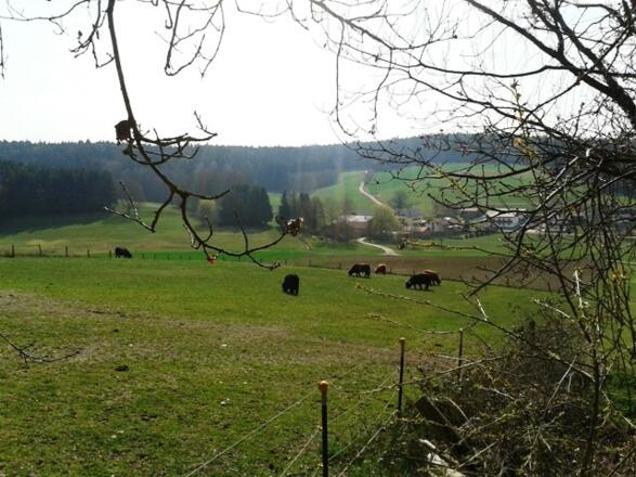 Schottische Hochlandrinder