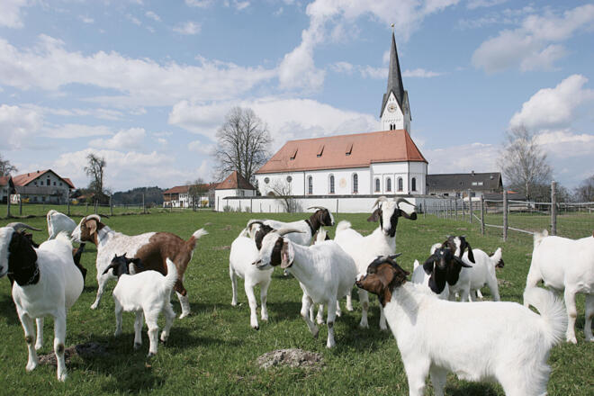 Am Innauenweg durch Feldkirchen