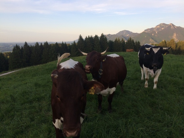 Kühe an der Moieralm