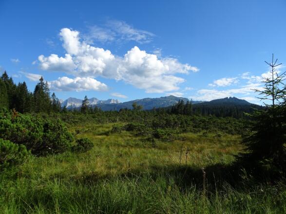 Mähander Hochmoor