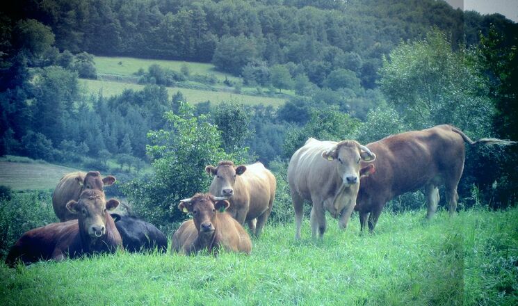 Elviras Bauernladen