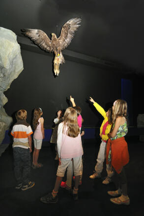 König der Lüfte - Ausstellungszentrum Rauris