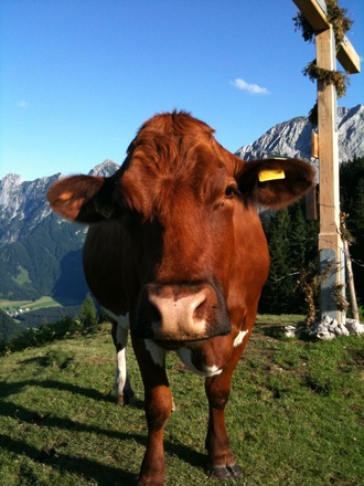 Kuh auf der Rocherhöhe